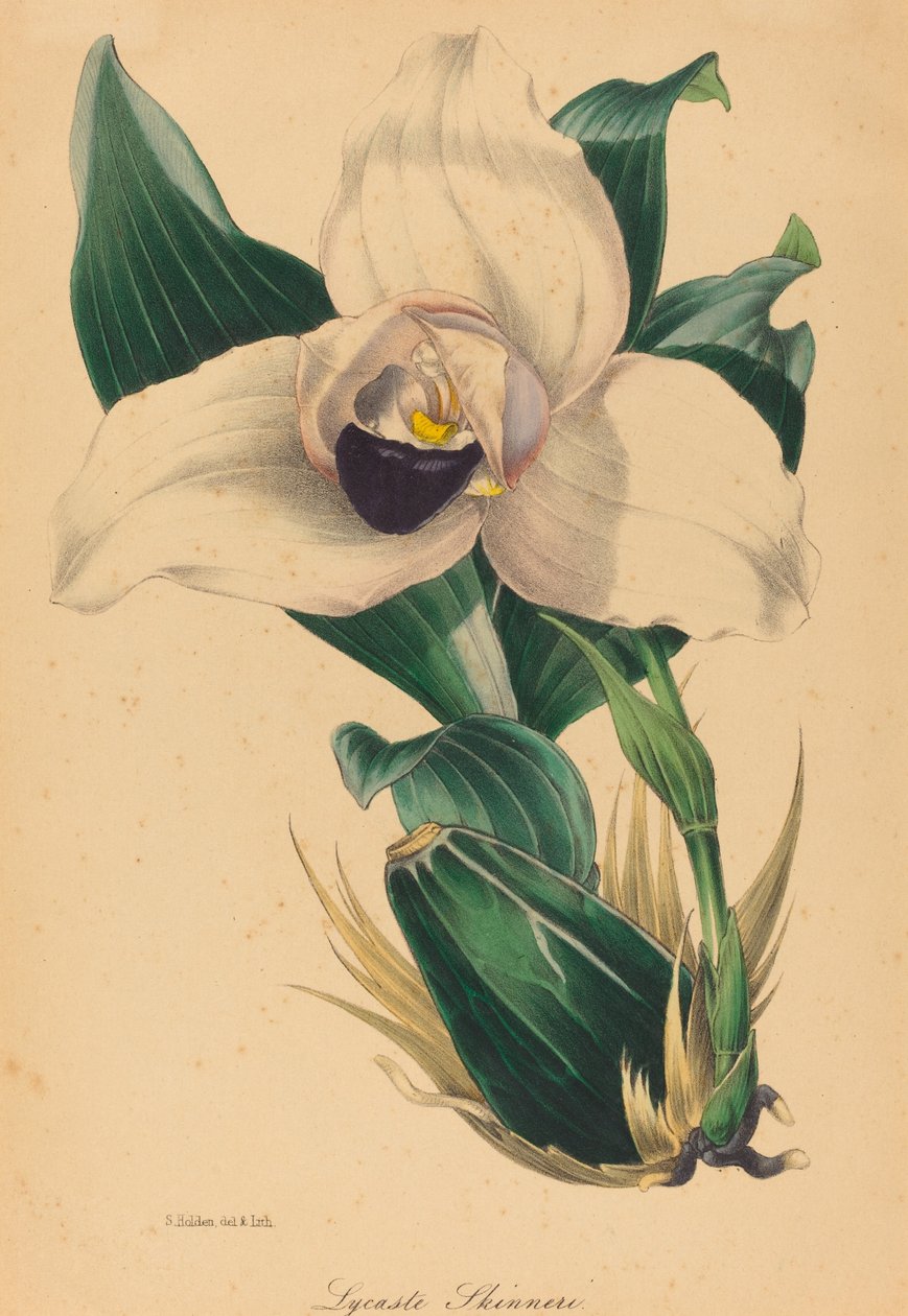 Lycaste Skinneri da Samuel Holden