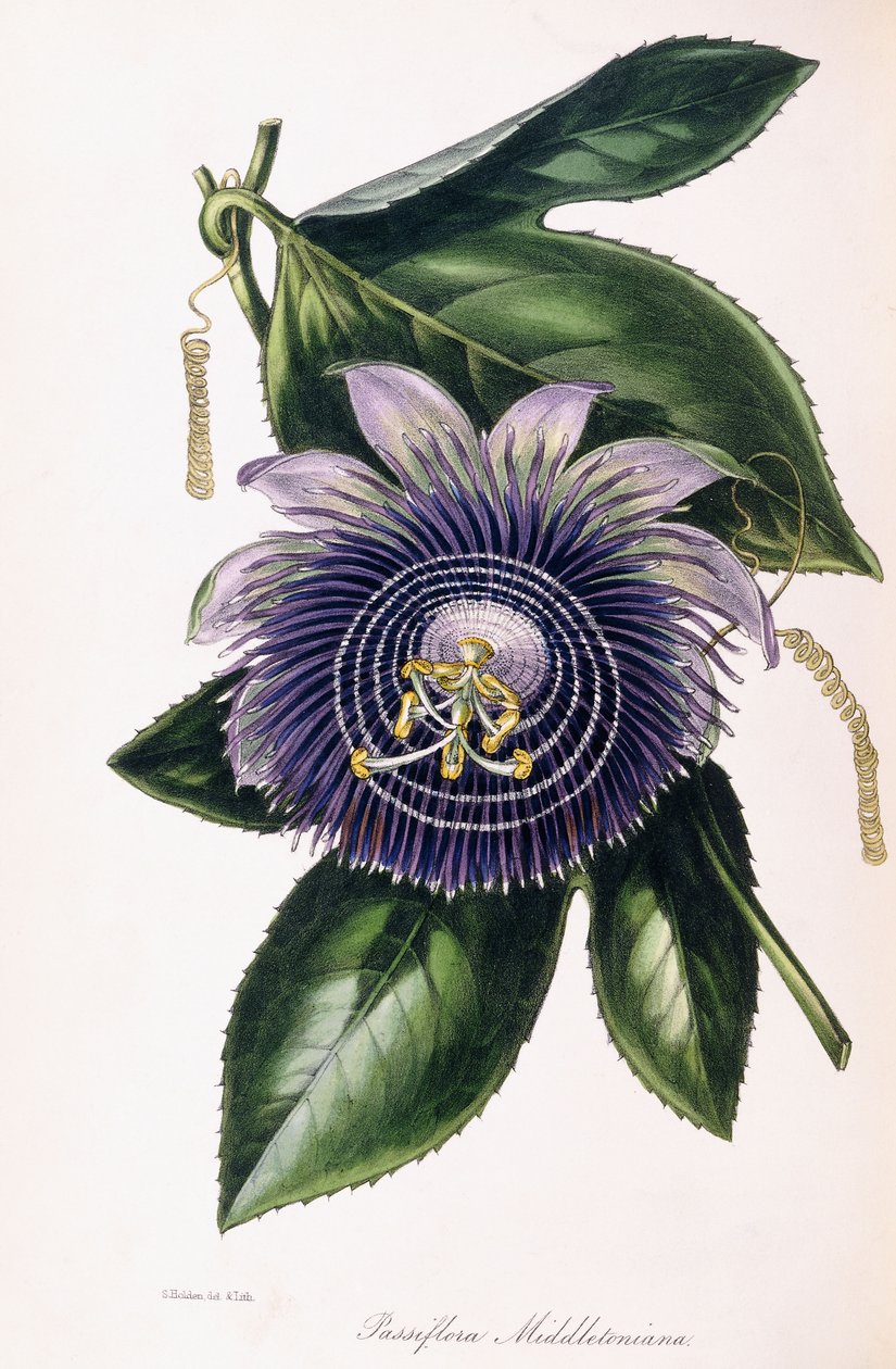 Passiflora Middletoniana da Samuel Holden