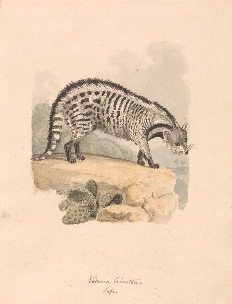 Zibetto africano da Samuel Howitt