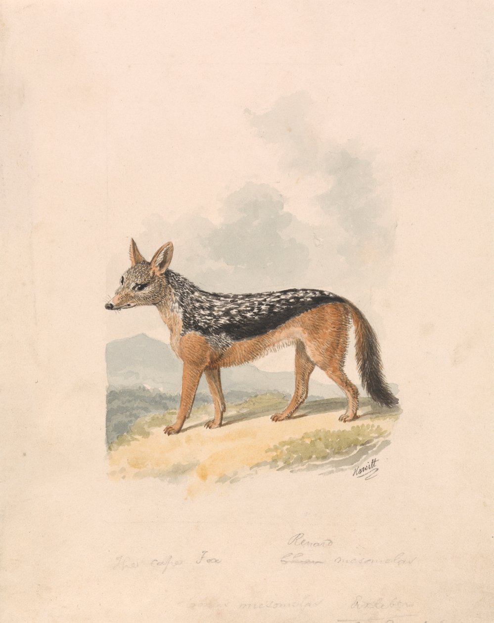 Sciacallo dal dorso nero da Samuel Howitt