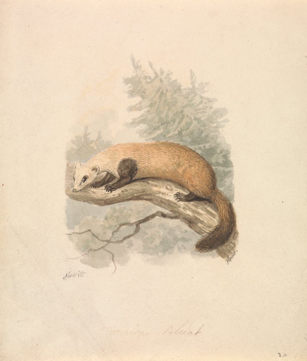 Faina da Samuel Howitt