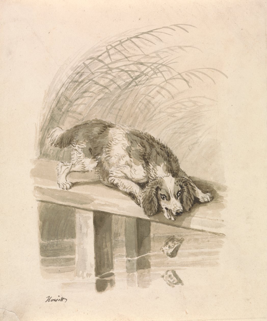 Il Cane e l