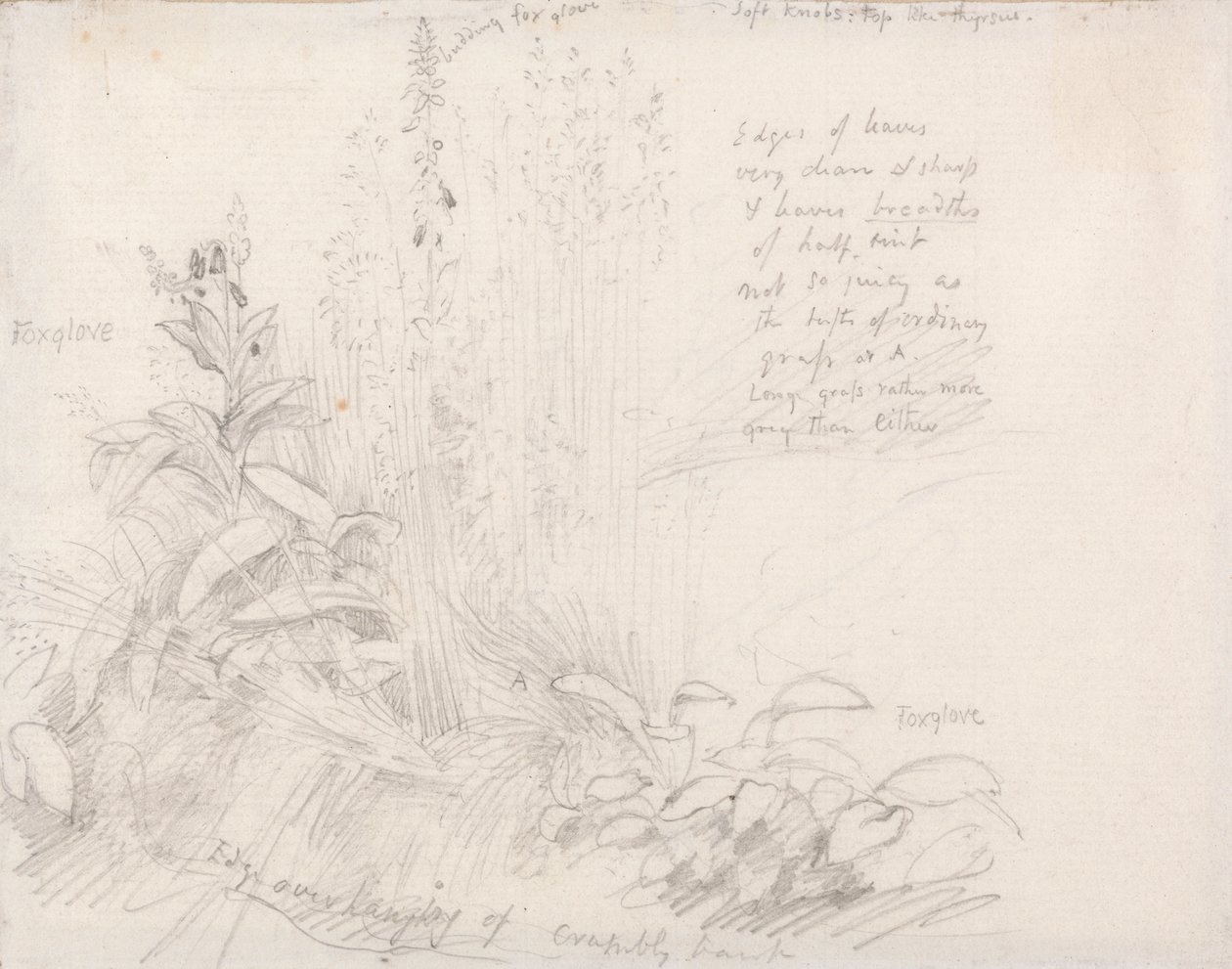 Digitale da Samuel Palmer