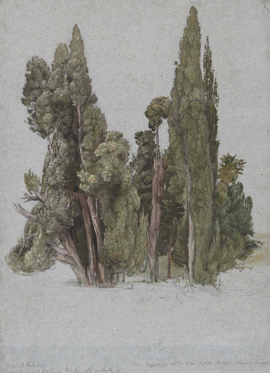 I cipressi alla Villa d