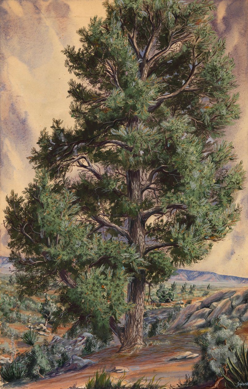 Pine Tree da Sandow