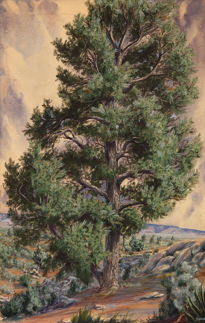 Pino da Sandow