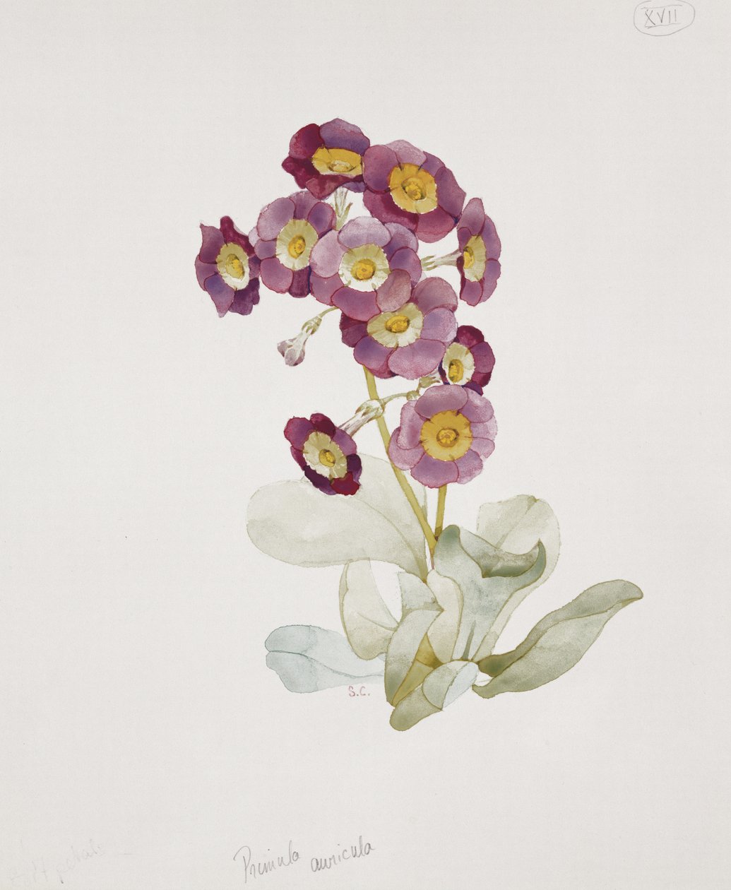 Primula Auricula (Primula) da Sarah Creswell