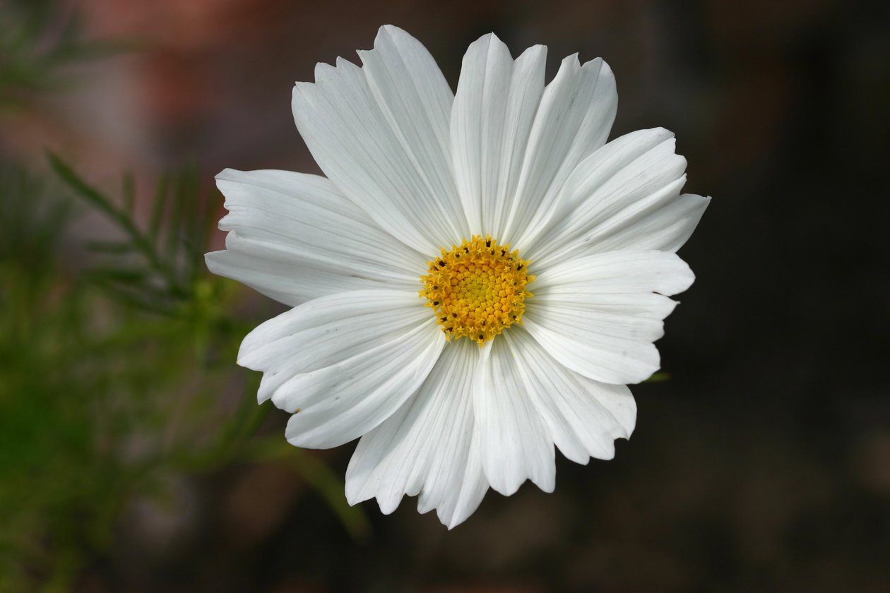 Garsington Cosmos, 2009 da Sarah OToole