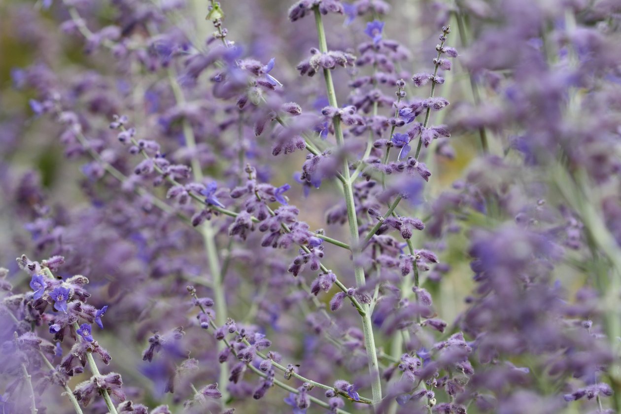 Garsington Lavanda, 2009 da Sarah OToole
