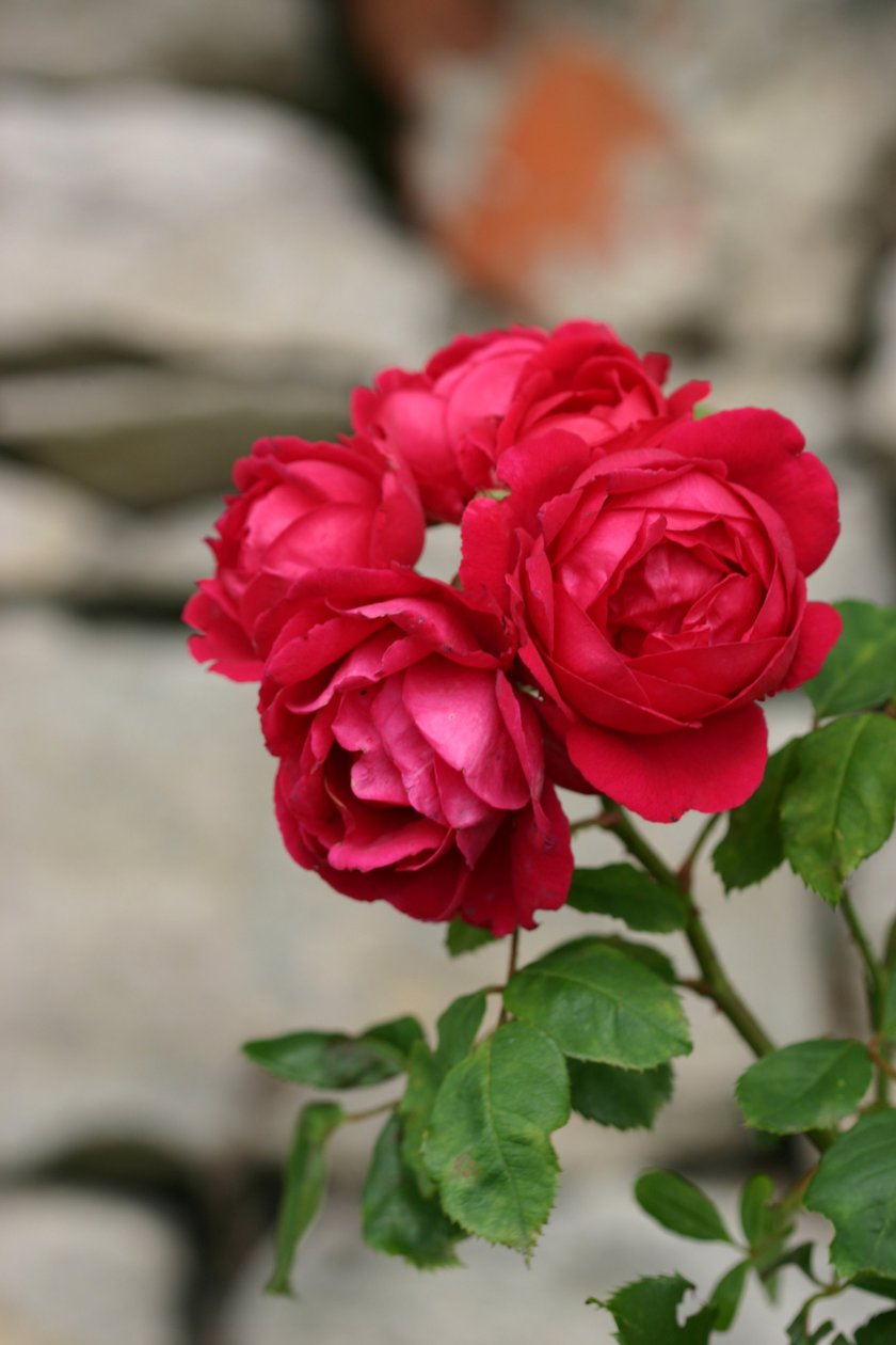 Garsington Rosa, 2009 da Sarah OToole