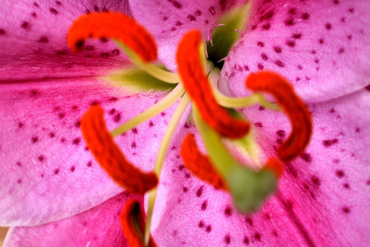 Aroma rosa da Sarah OToole