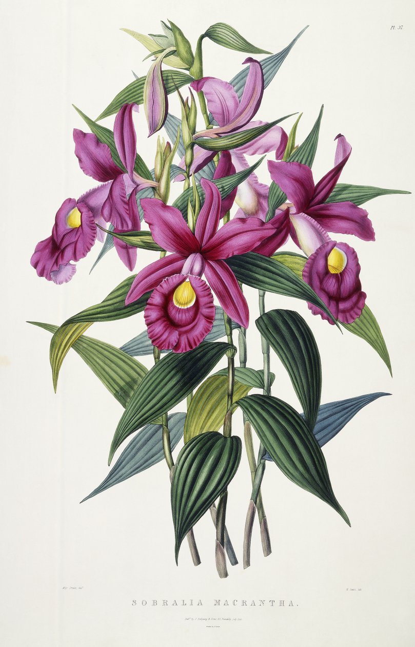 Sobralia Macrantha, c.1837-43 da Miss Drake
