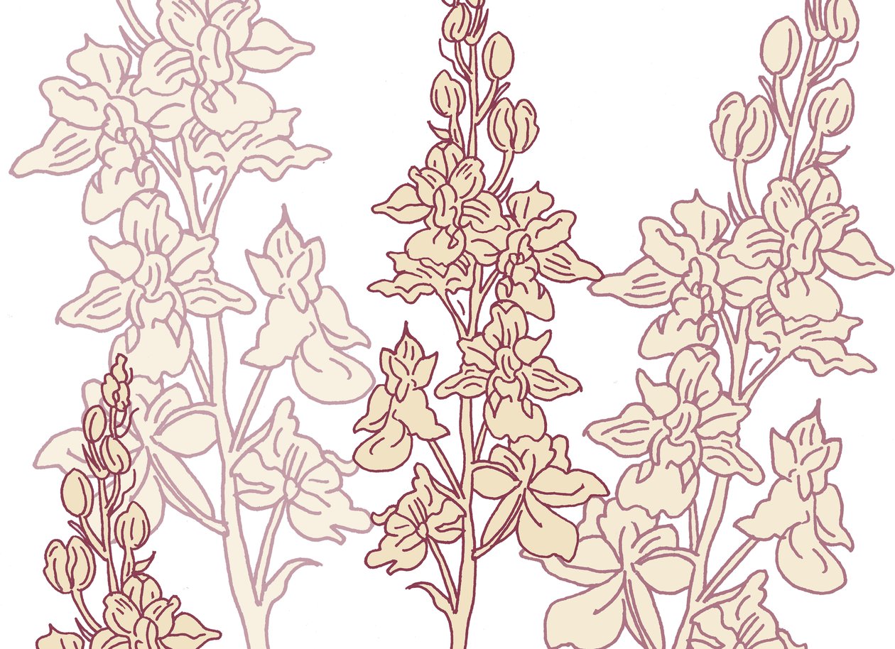 Orchidea, 2017 da Sarah Hough