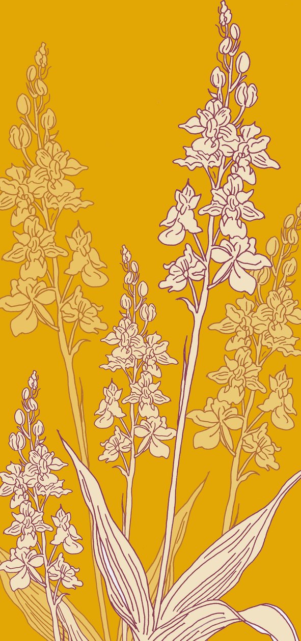 Orchidea Ragno, 2017 da Sarah Hough