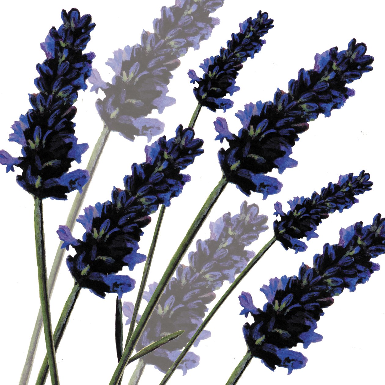 Lavanda dolce, 2004 da Sarah Hough