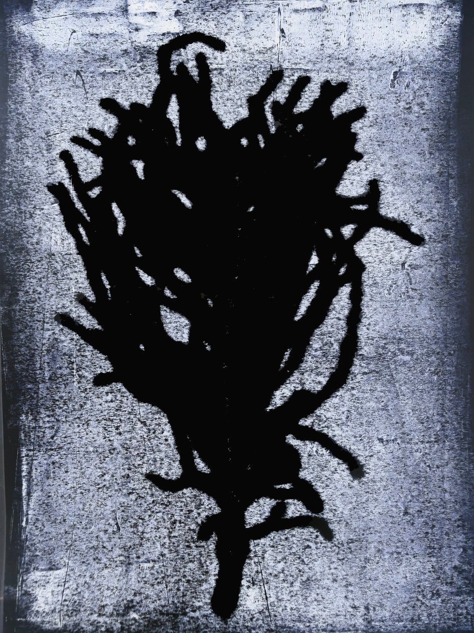 Felce nera da Sarah Thompson Engels