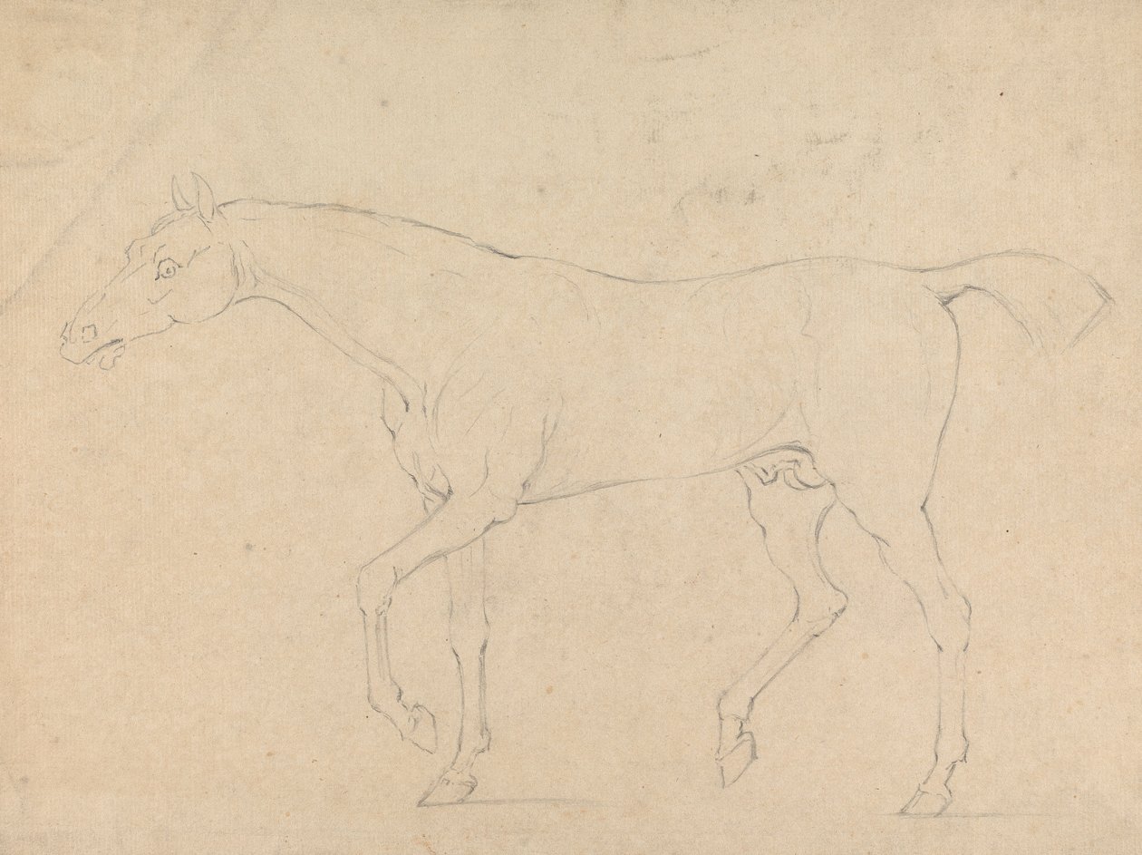 Un Cavallo da Sawrey Gilpin