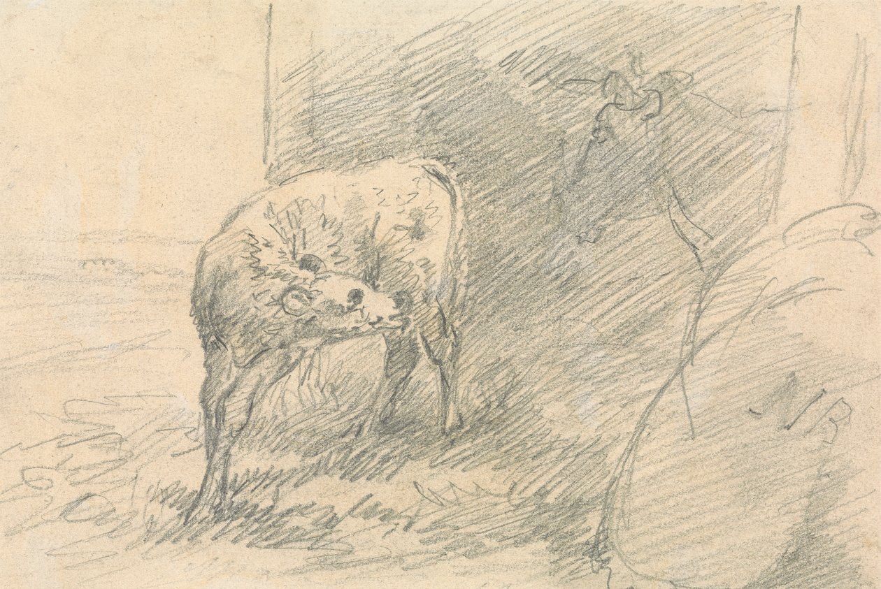 Vitello, con testa di mucca da Sawrey Gilpin
