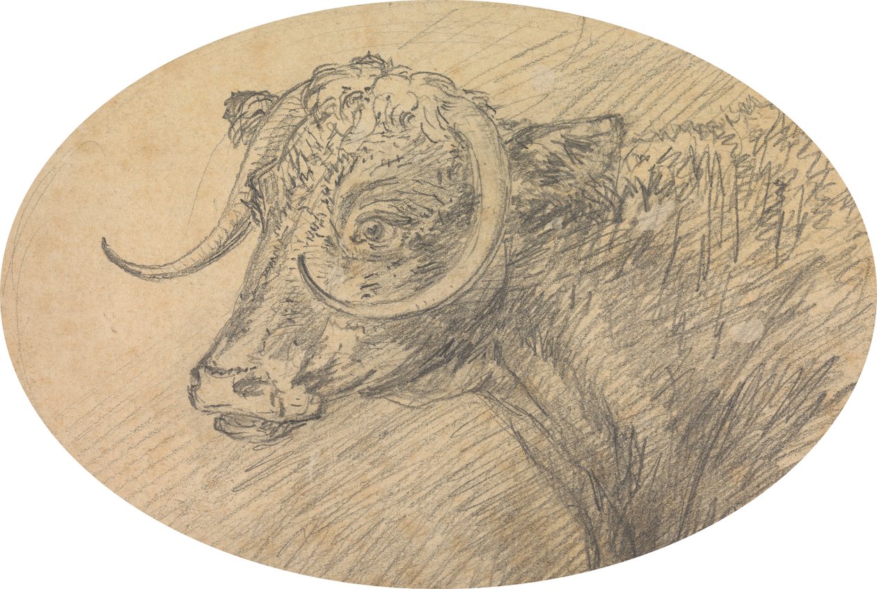 Testa di un Toro da Sawrey Gilpin