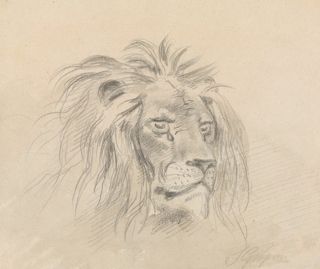 Testa di un leone da Sawrey Gilpin