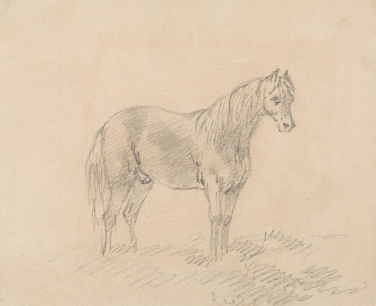 Cavallo maschio da Sawrey Gilpin