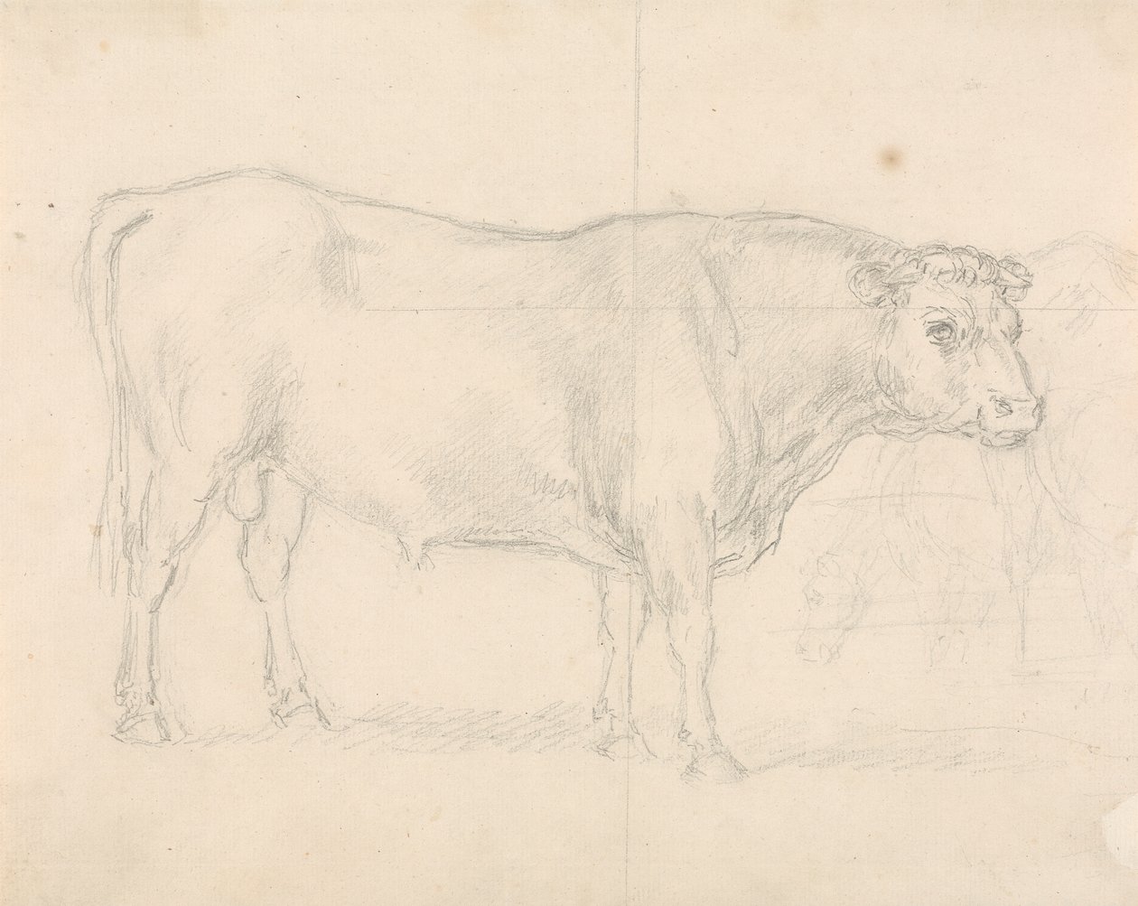 Studio di un Toro da Sawrey Gilpin