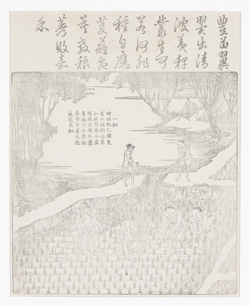 Irrigazione del riso da School Chinese