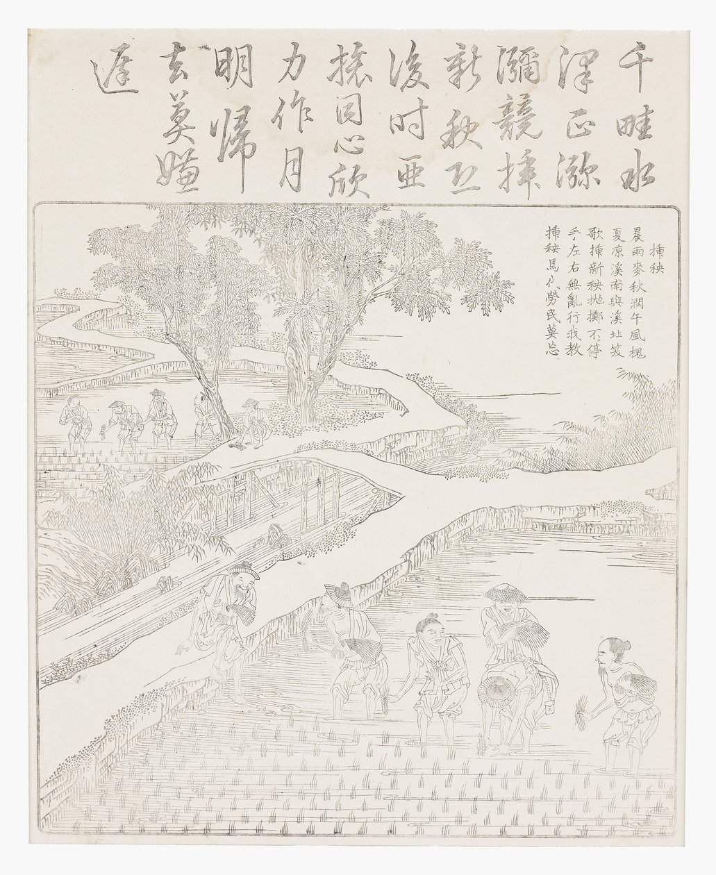 Piantare il riso da School Chinese