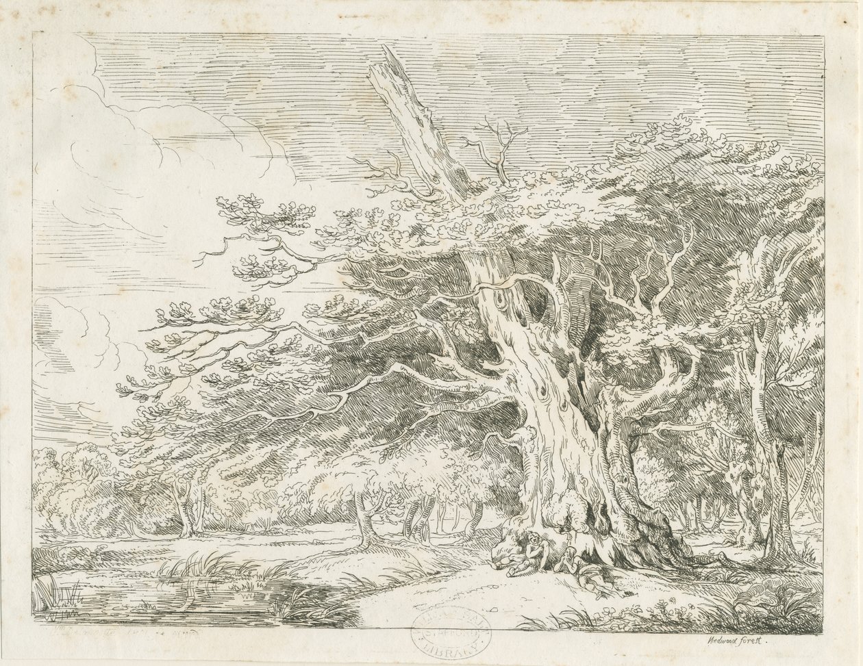 Needwood - Quercia da School English
