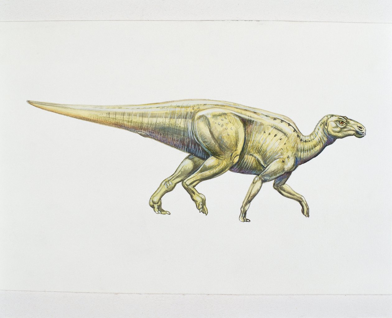 Dinosauro adrosauride o a becco d