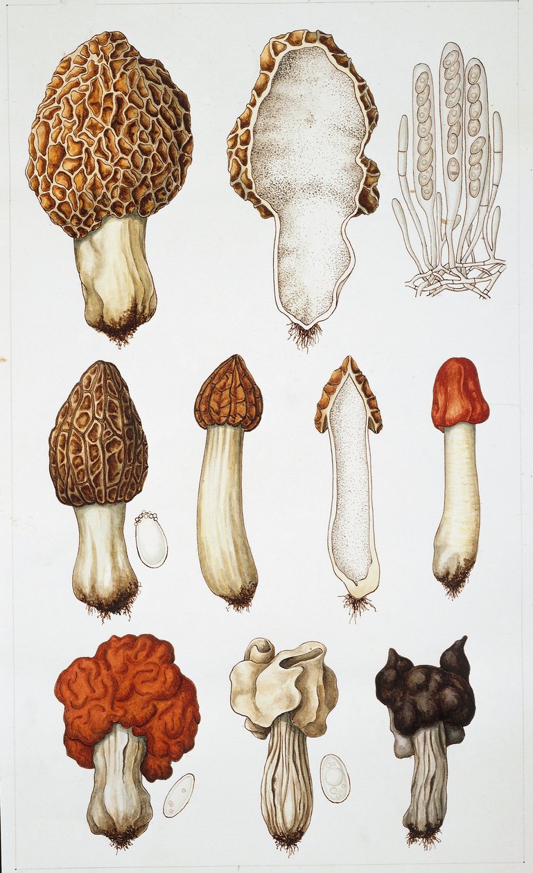 Funghi da School Italian