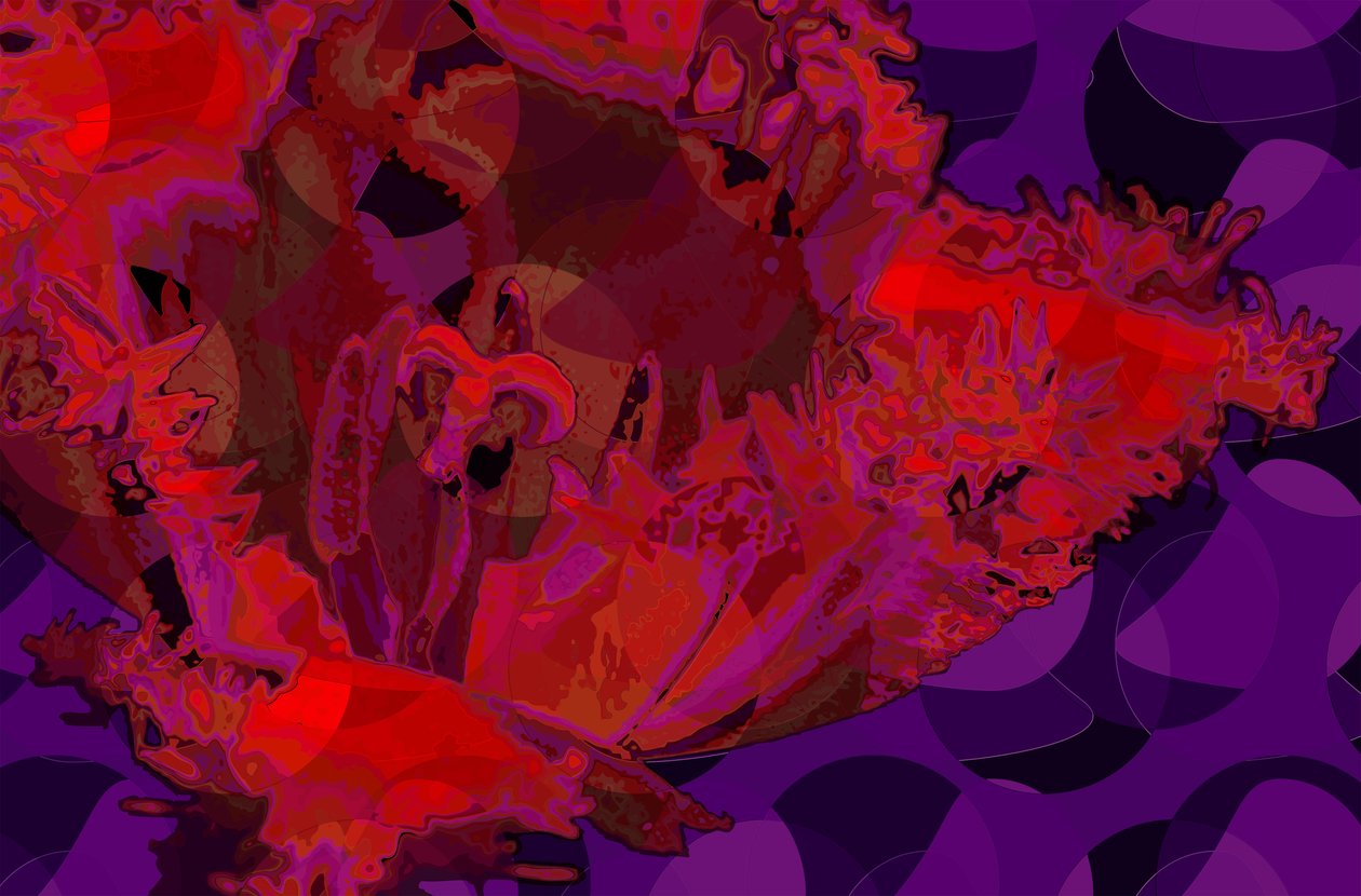 Tulipano rosso da Scott J. Davis