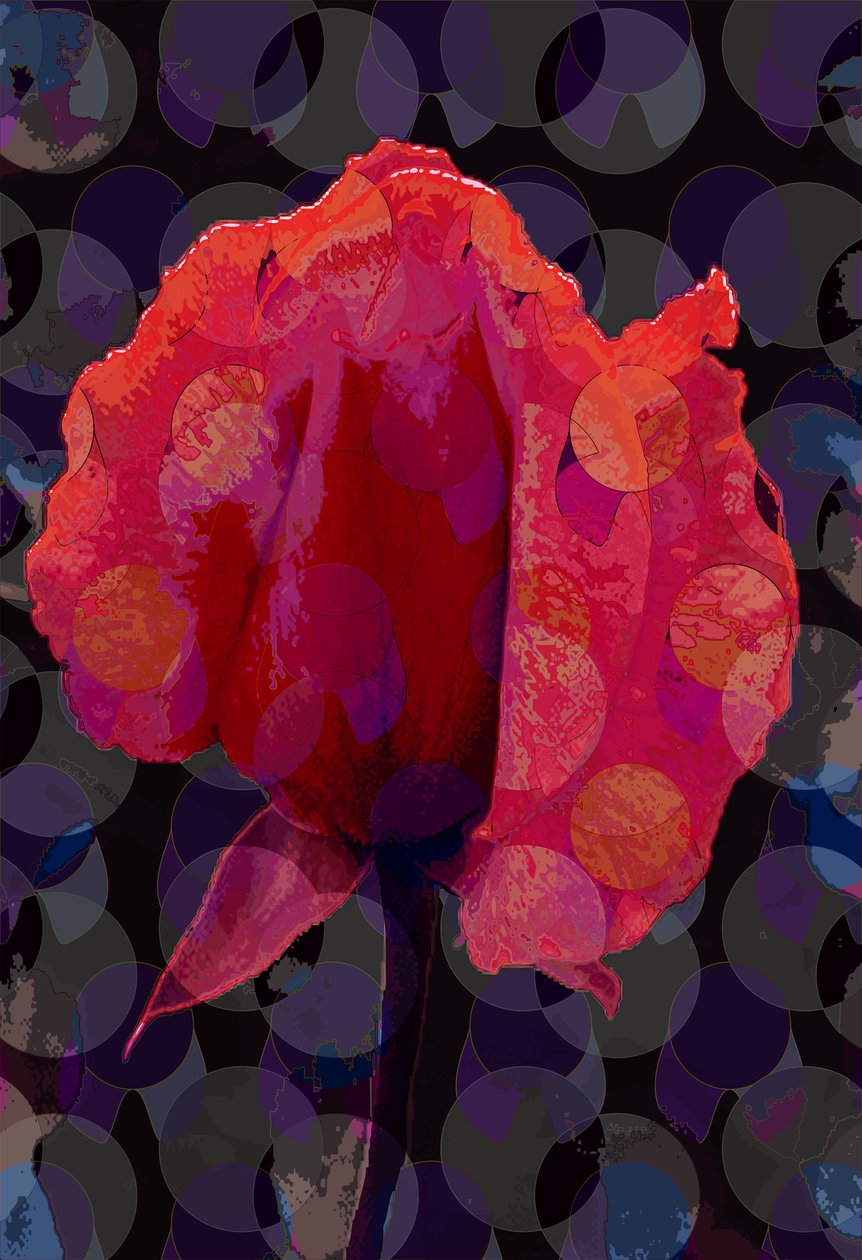 Rosa Tea 3b da Scott J. Davis