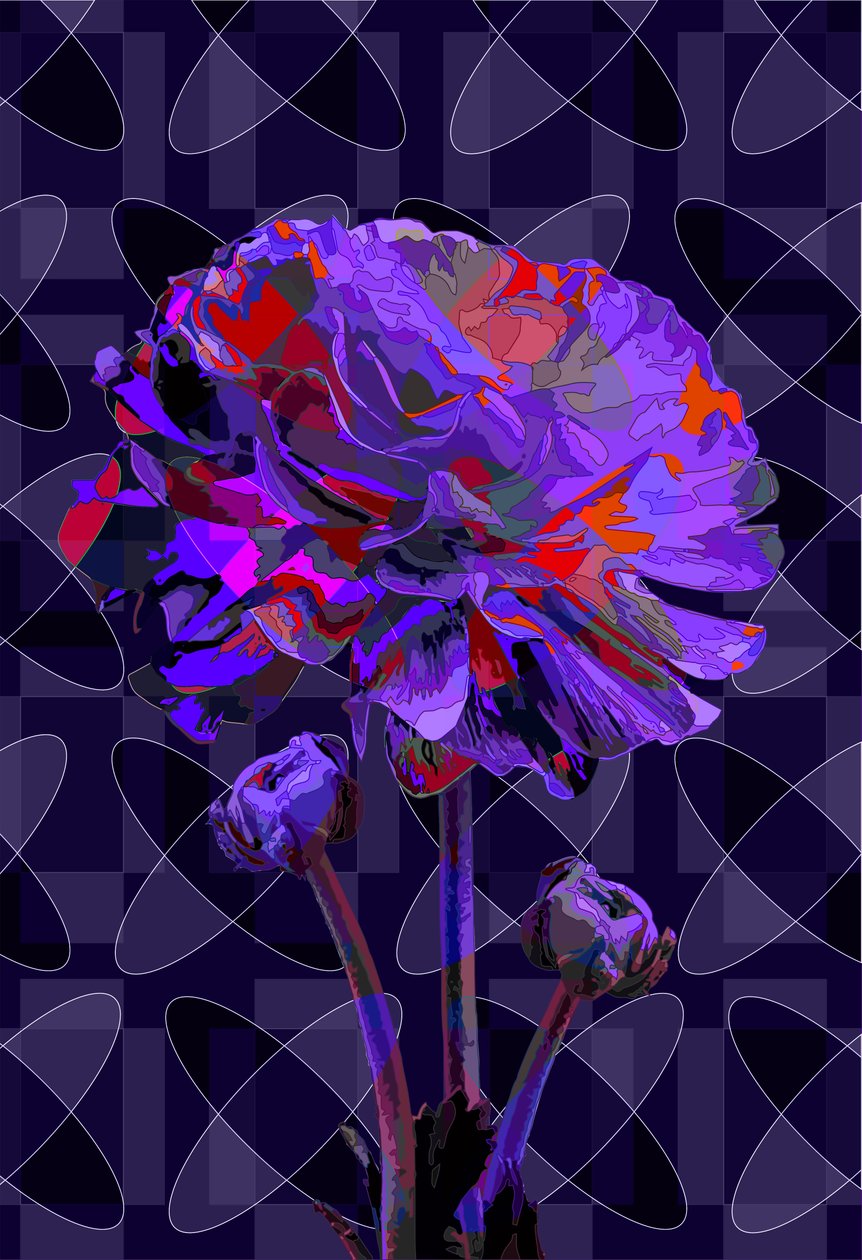Garofano, 2019 da Scott J. Davis