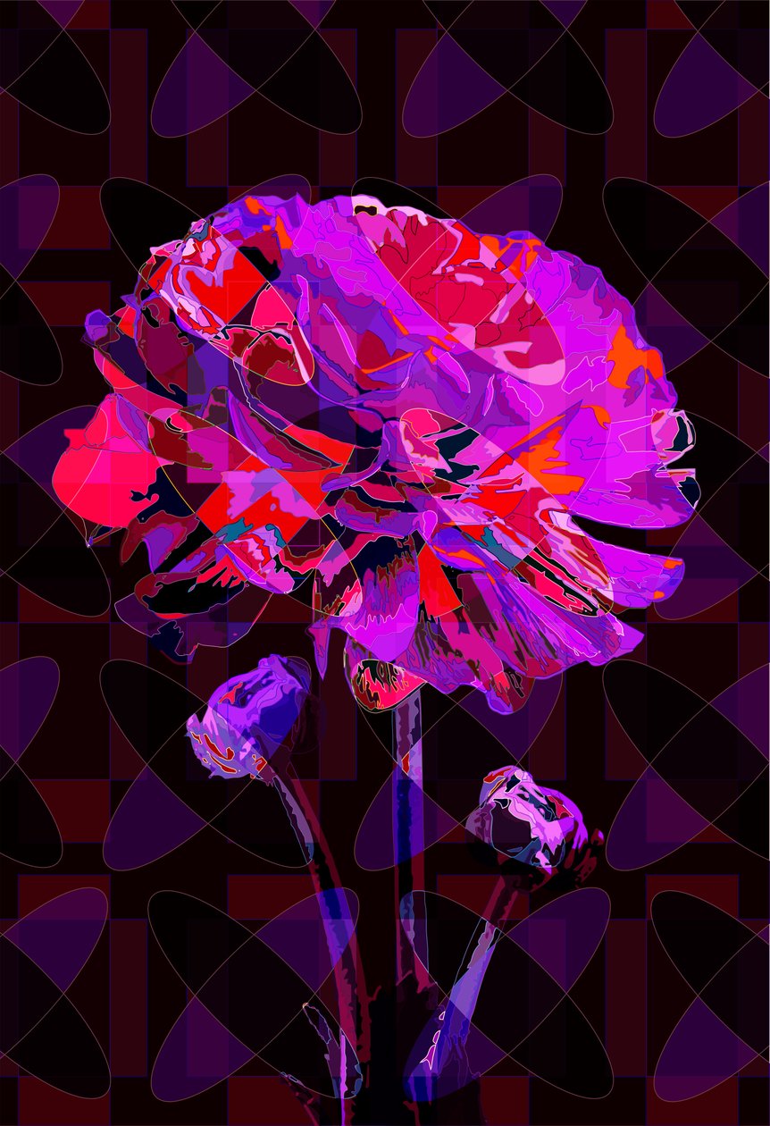 Garofano4, 2019 da Scott J. Davis