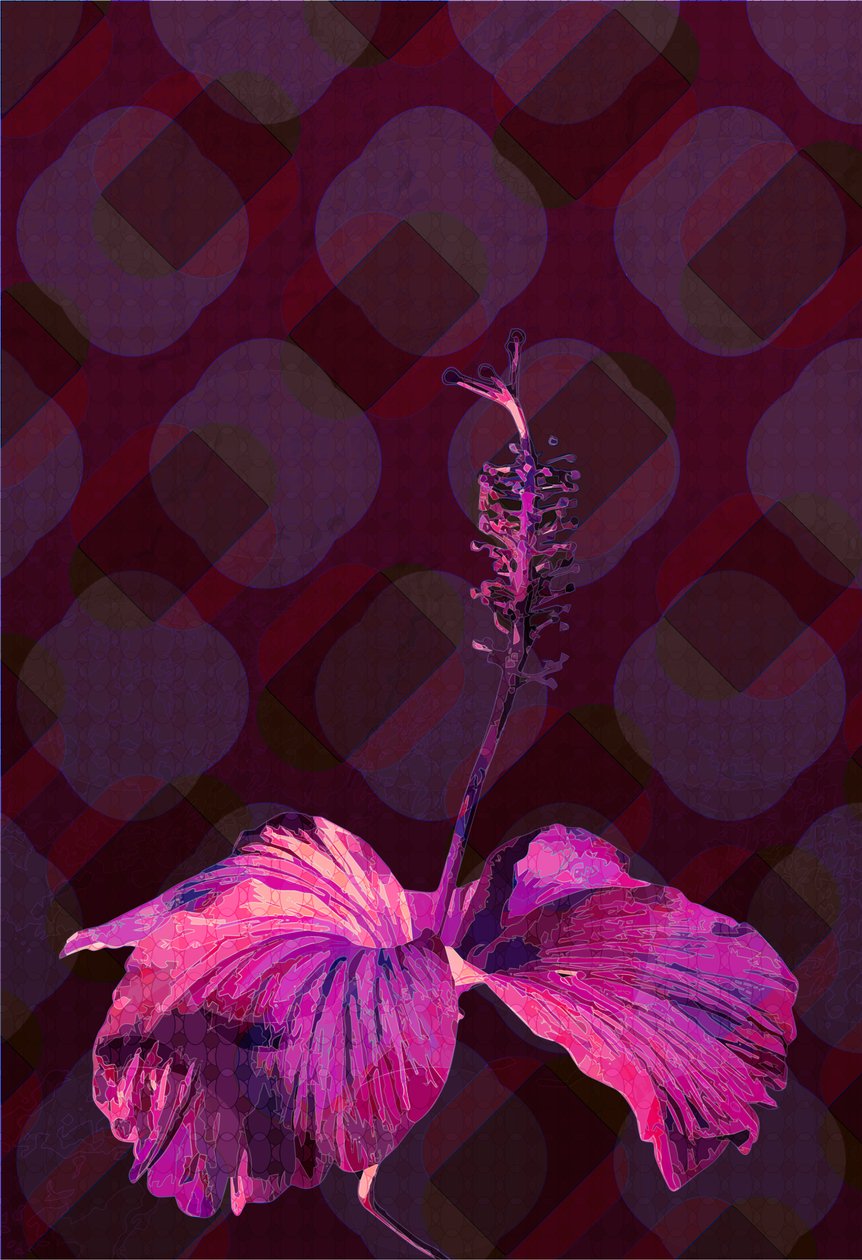 Ibisco, 2019 da Scott J. Davis