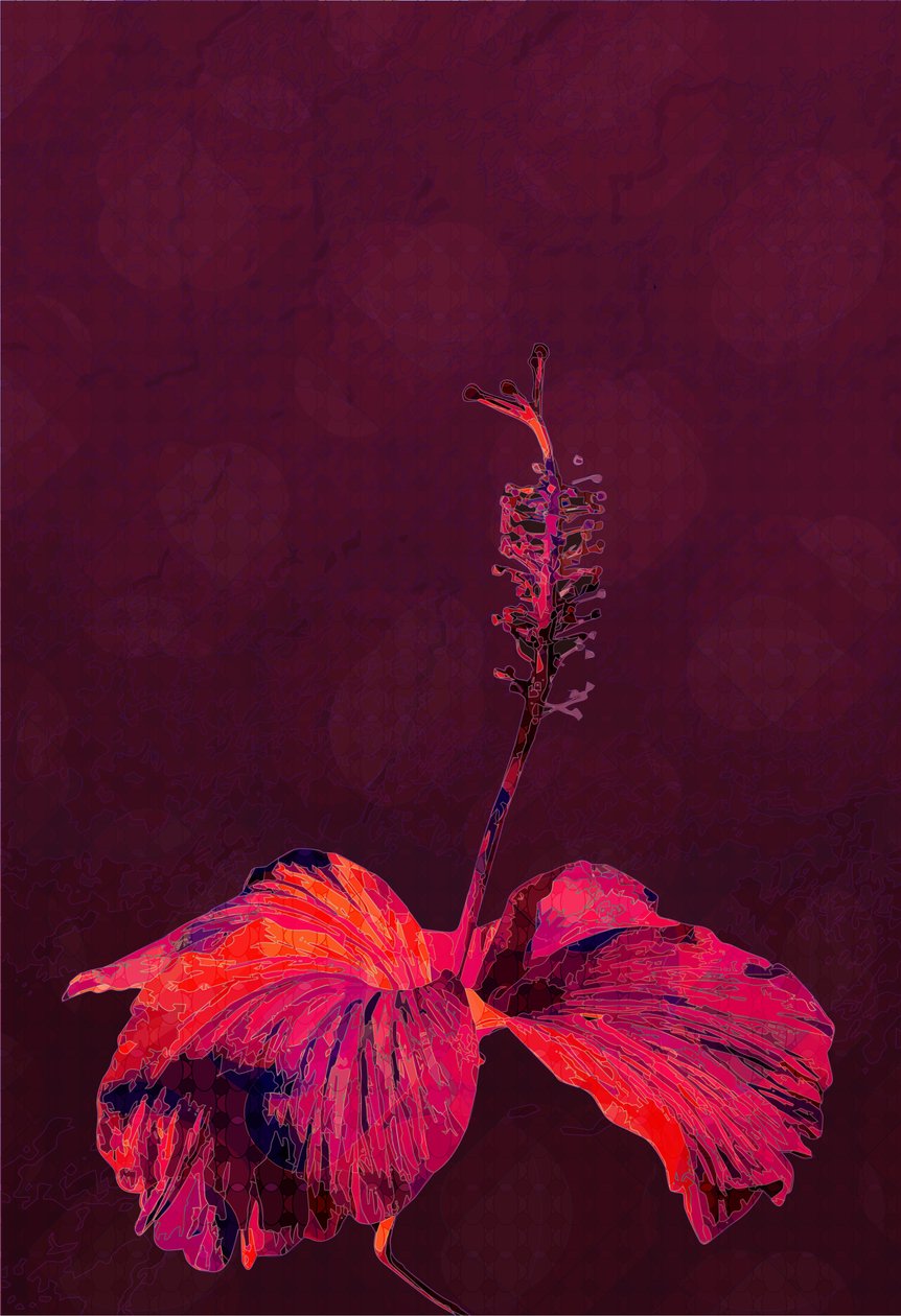 Ibisco, 2019 da Scott J. Davis