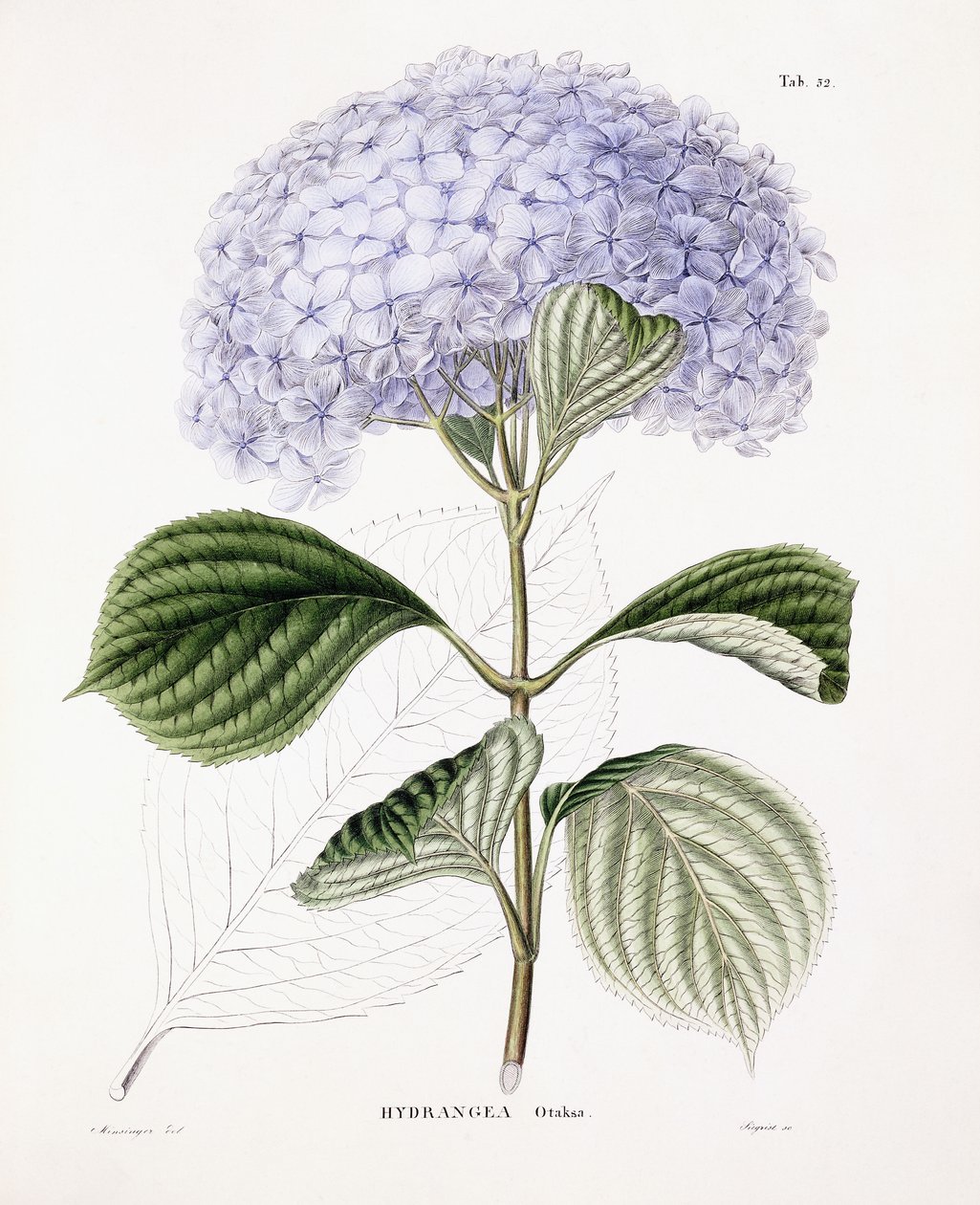 Ortensia Ottaksa, c.1835-70 da Sebastian Minsinger