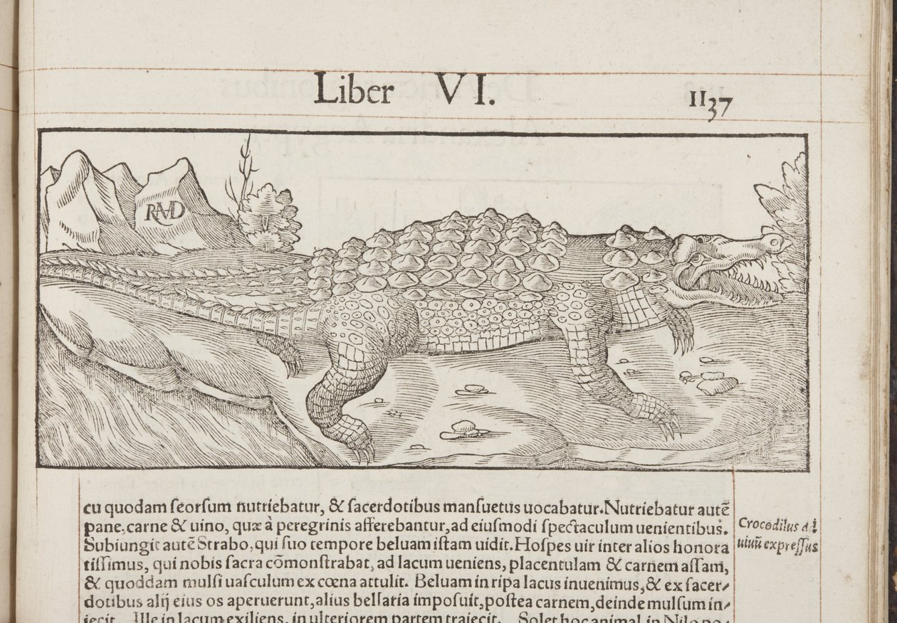 Cosmographia, Fol 1137, 1544 da Sebastian Munster