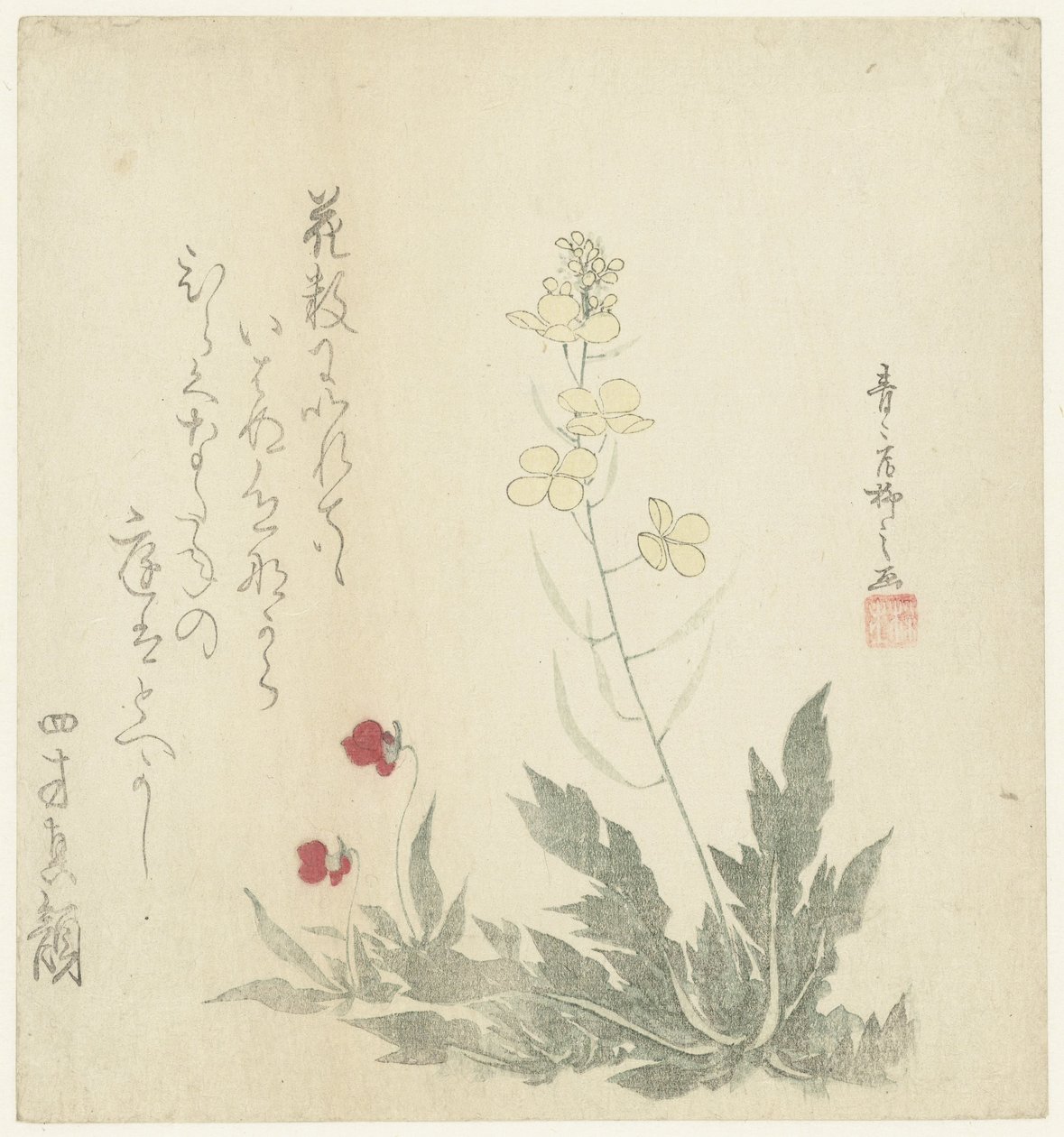 Piante in fiore da Seiseikyo Ryûshi