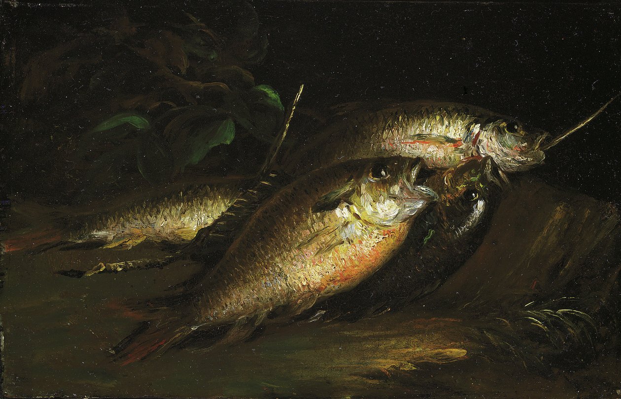 Pesce da Shepard Alonzo Mount