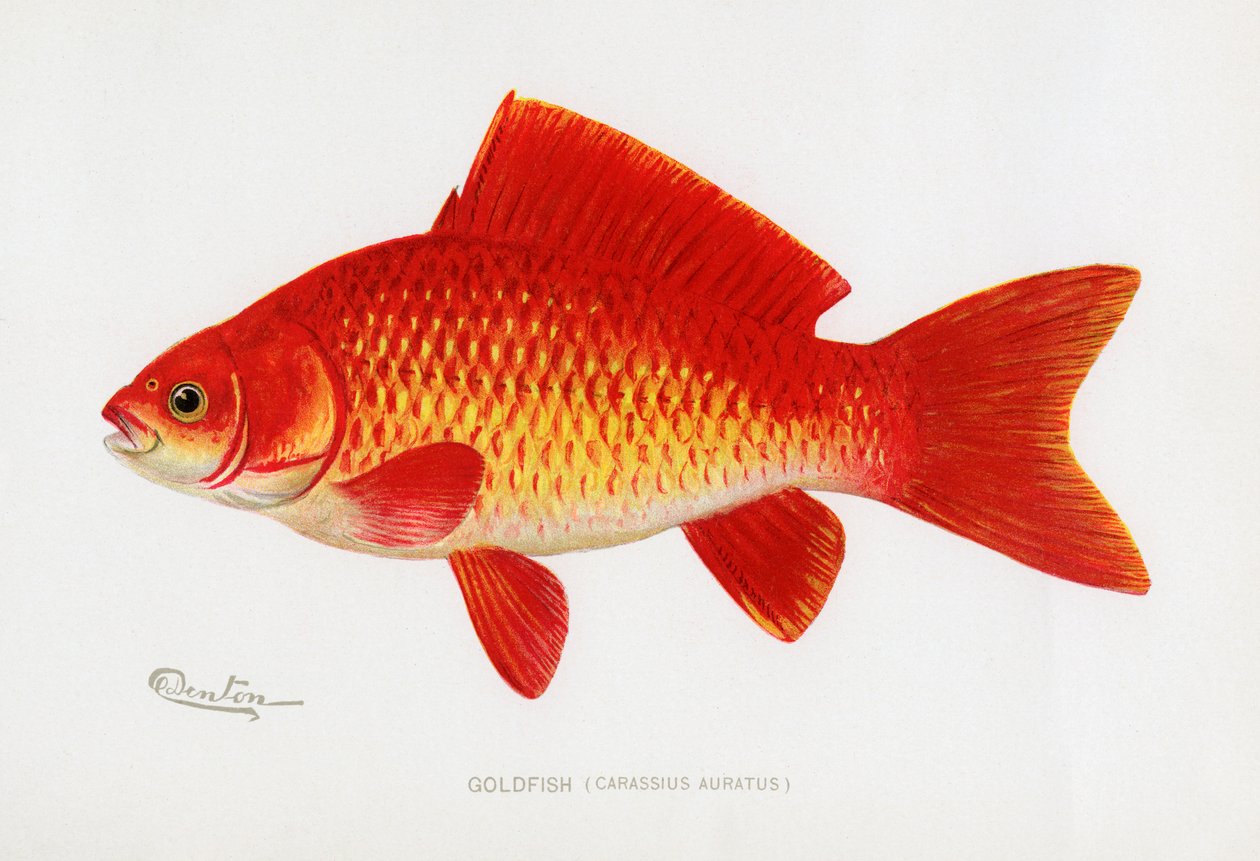 Pesce rosso (Carassius Auratus) da Sherman Foote Denton
