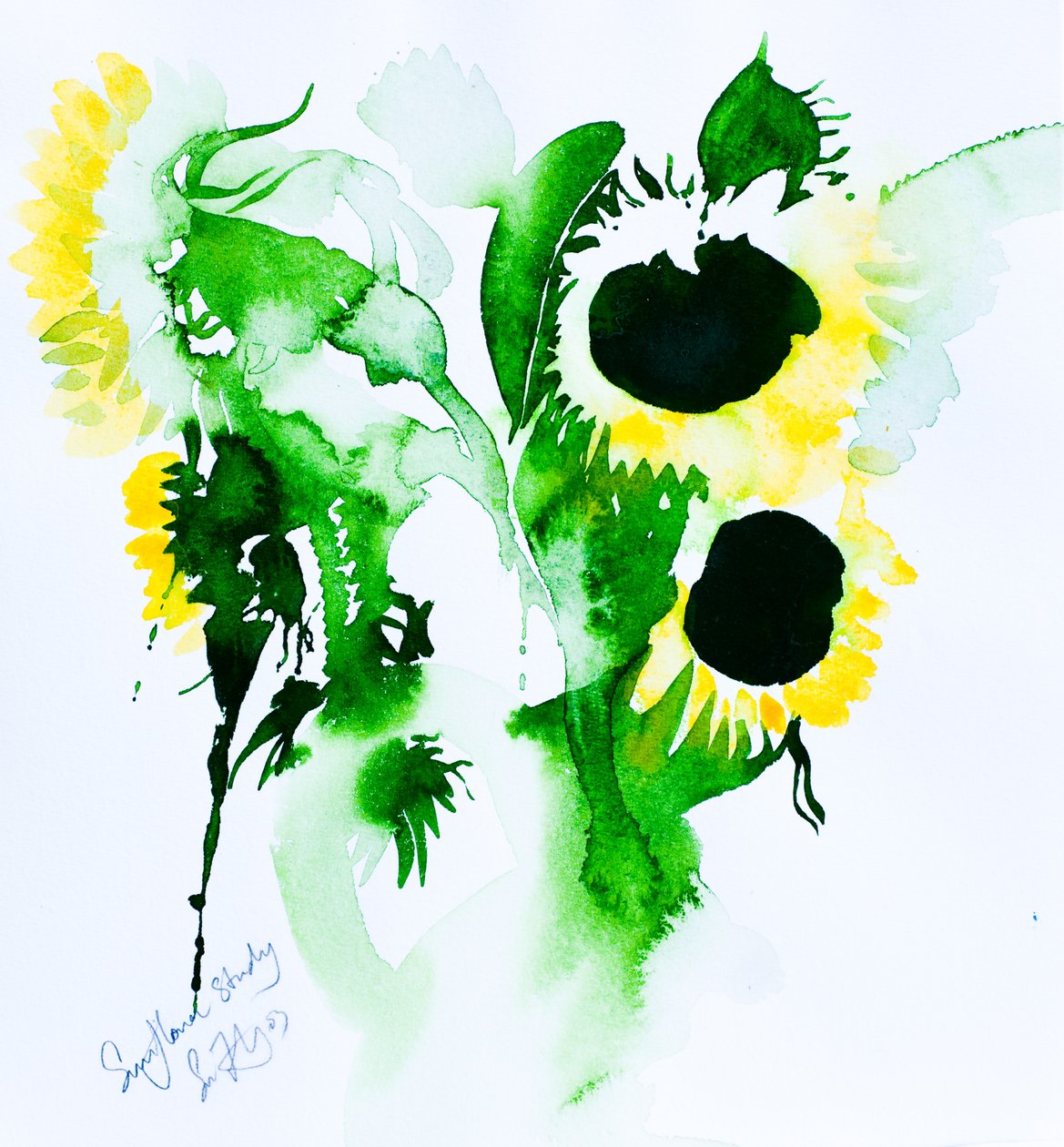 Studio di girasole (acquerello su carta) da Simon Fletcher