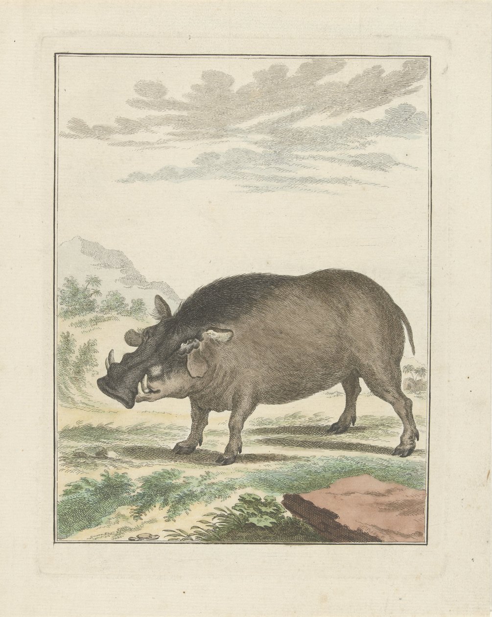 Cinghiale africano da Simon Fokke