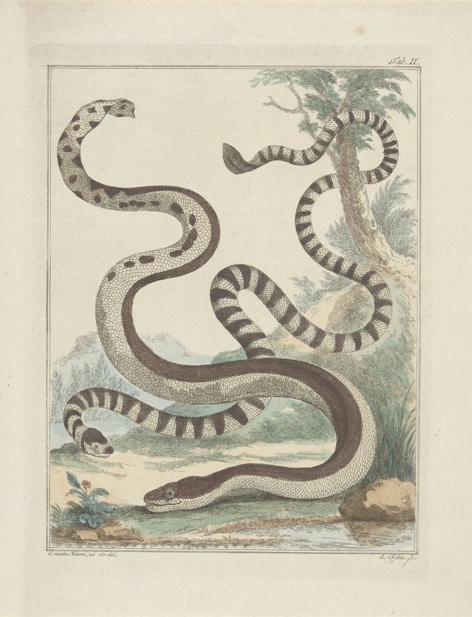 Serpenti a coda piatta da Simon Fokke