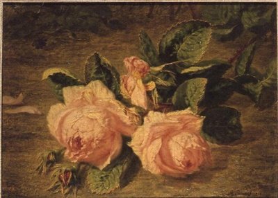 Rose rosa da Simon Saint Jean