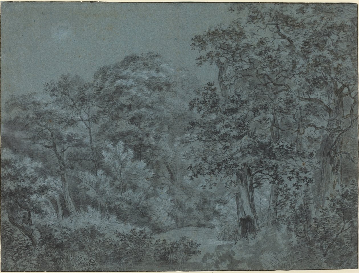 Nel bosco dell