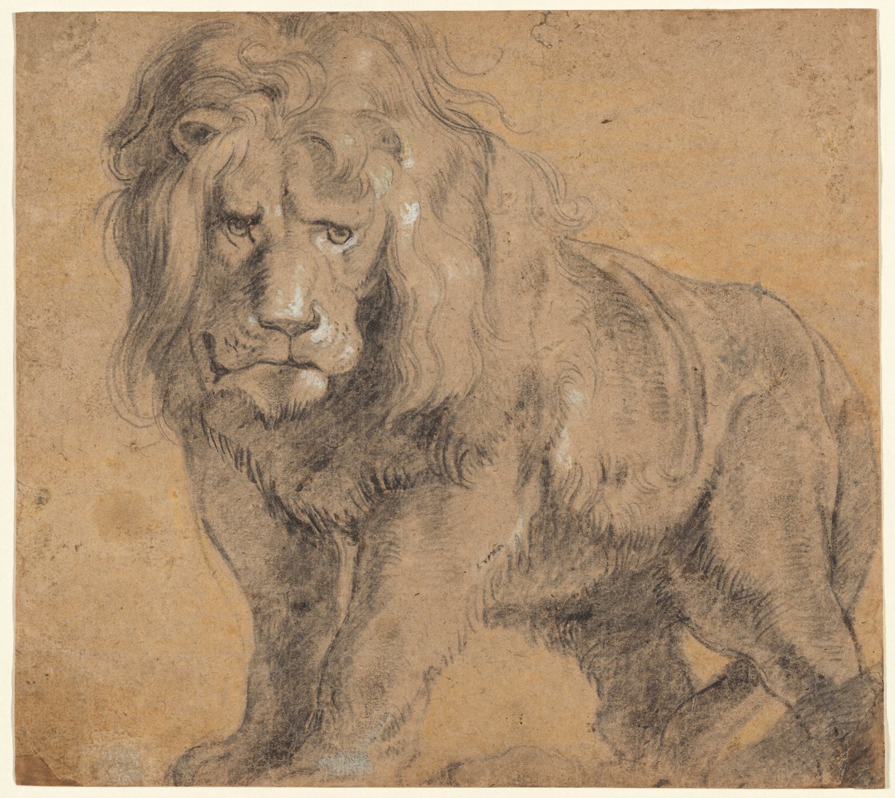 Leone da Sir Peter Paul Rubens