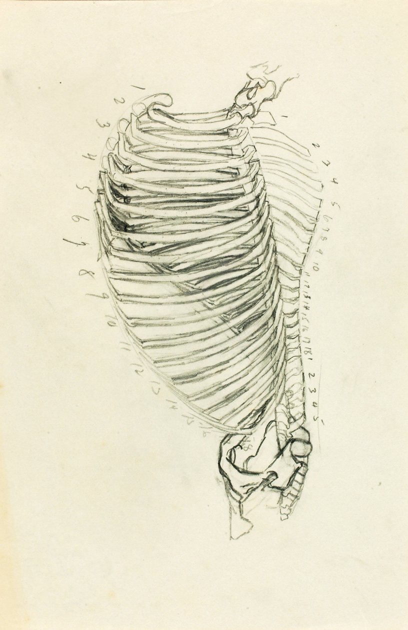 Anatomia da Solon H. Borglum