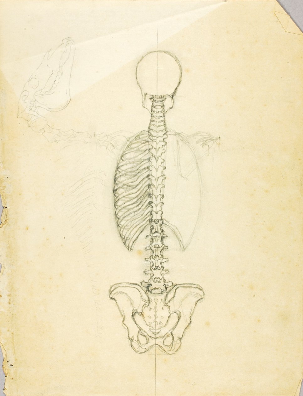 Studio di anatomia da Solon H. Borglum